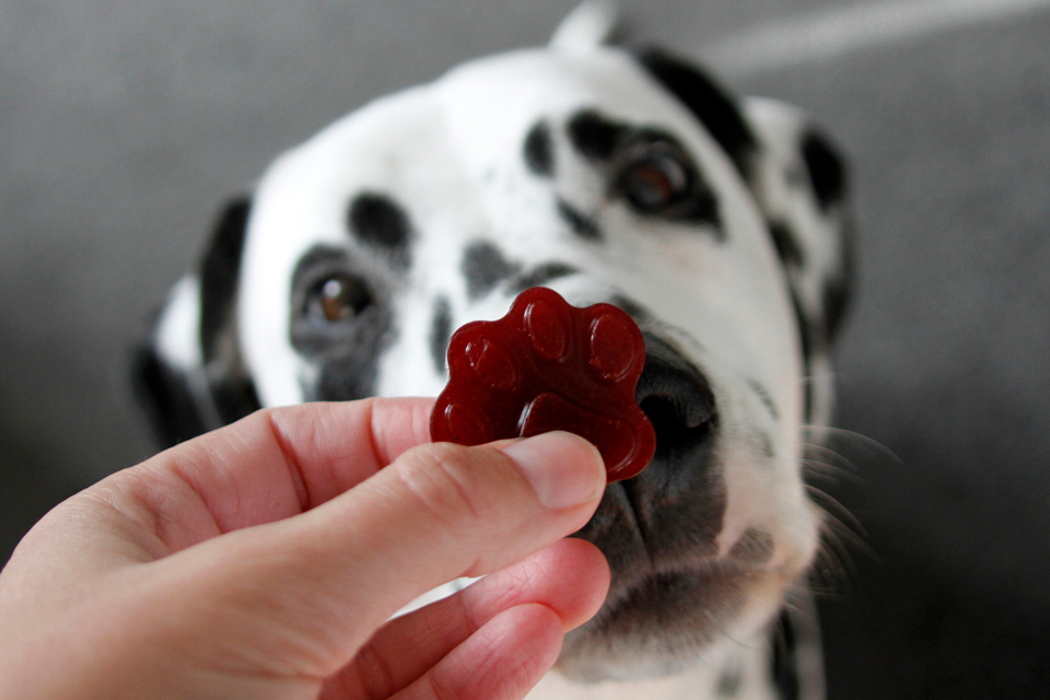 Dalmatian DIY {RECIPE} Beetroot and Carob Gelatin Gummy Dog Treats