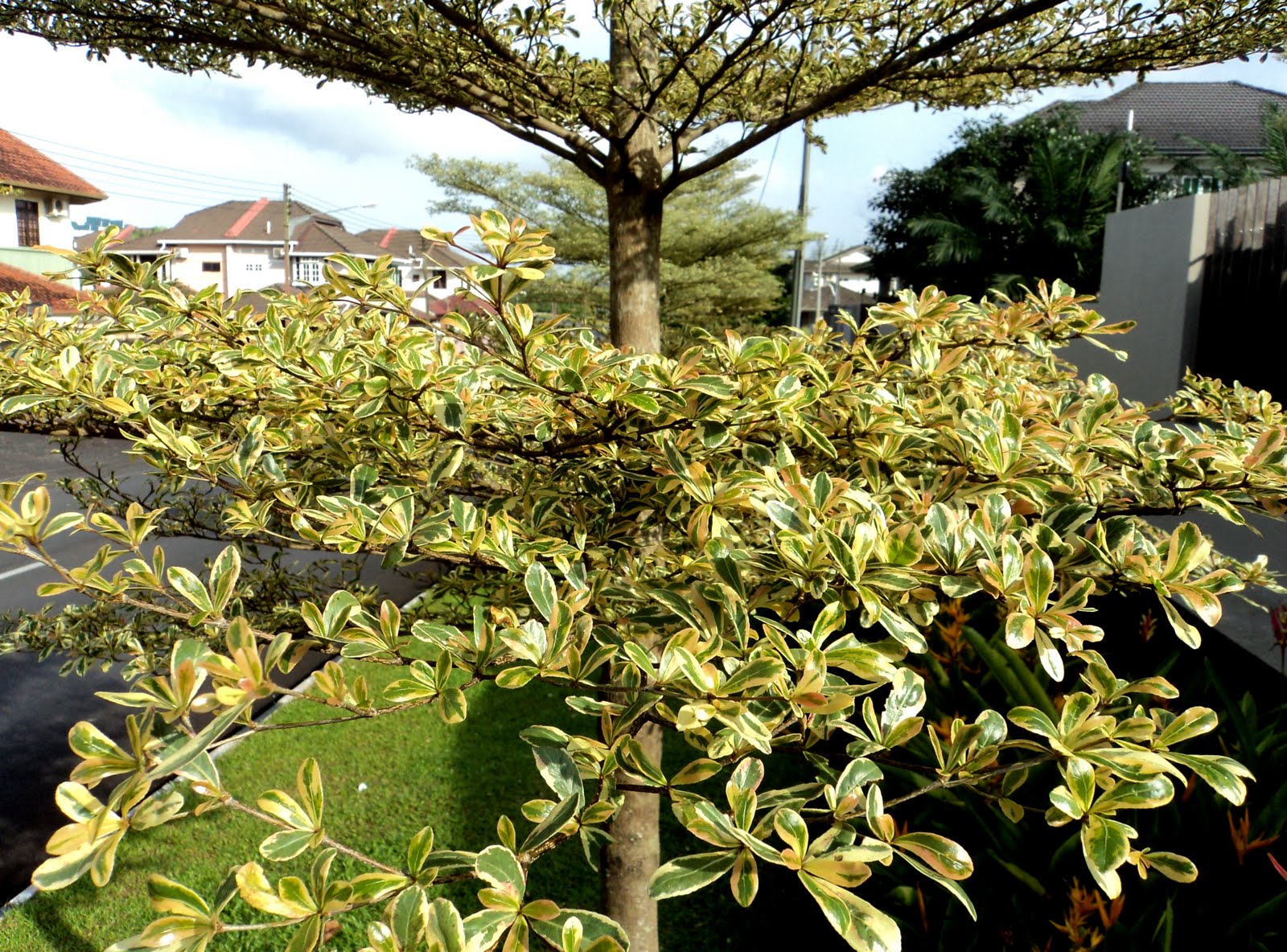 Growing With Plants Clipping Boxwood Hedges