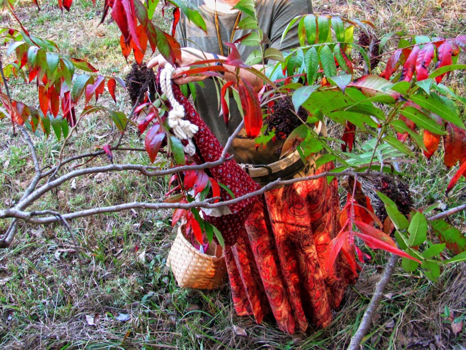 We Will Sing a New Song... Harvesting Sumac