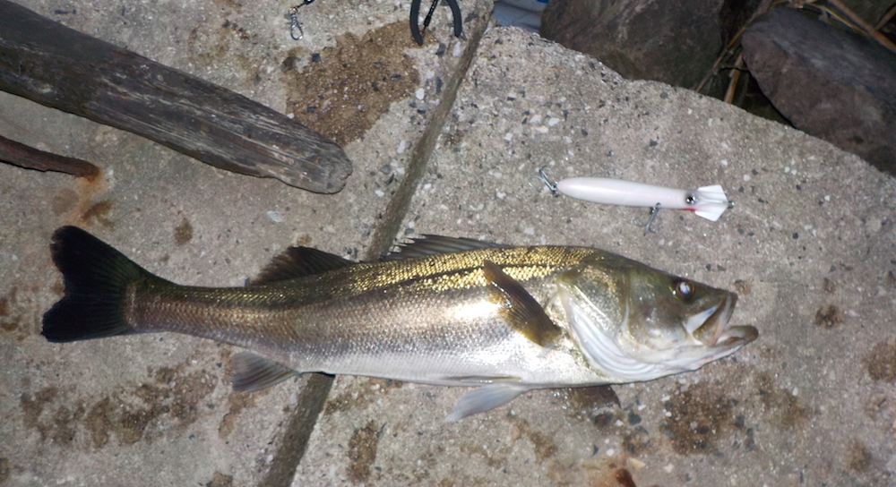 American saltwater lures can catch Japanese fish? (No. 58) Big