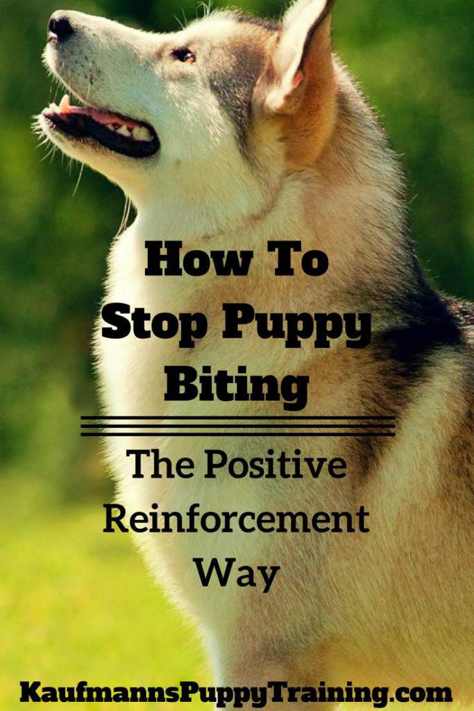 Lil' Blog and More Why Puppies Bite and How to Prevent It