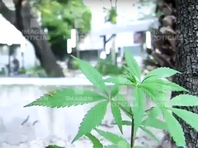 (VIDEO) No solo venden marihuana en la UNAM, ¡La cosechan!