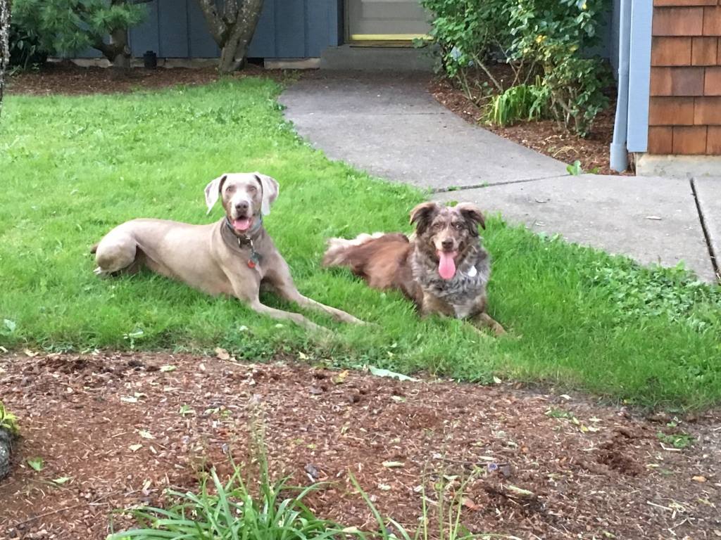 Shelter Dogs of Portland "MAPLE SYRUP" Happy adoption update sweet