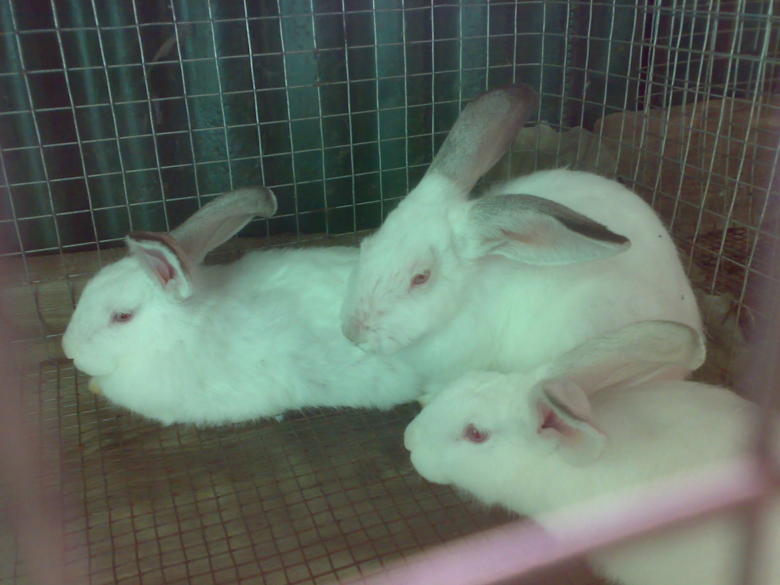 Raising Rabbits New Zealand Doe Molting