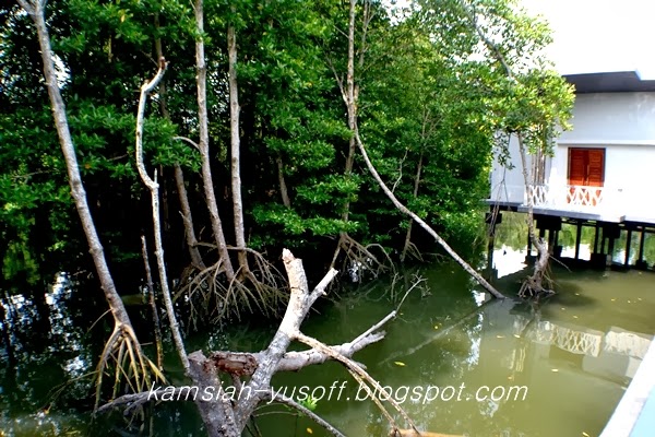 Kompleks Pelancongan Hutan Paya Bakau Sg Merbok | ❤Detik Detik ...
