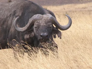 Buffalo in Ngorongoro Crater Tanzania Africa