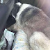 Un chien suffoquant dans une voiture au soleil sorti de justesse par la police, mais les propriétaires sont mécontents