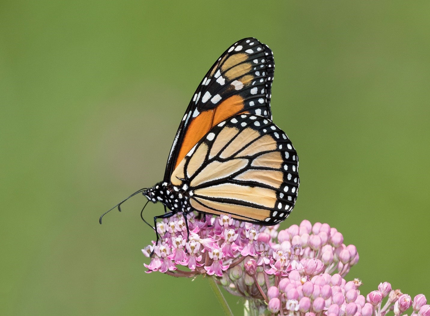Ohio Birds and Biodiversity Nature Monarch butterfly numbers