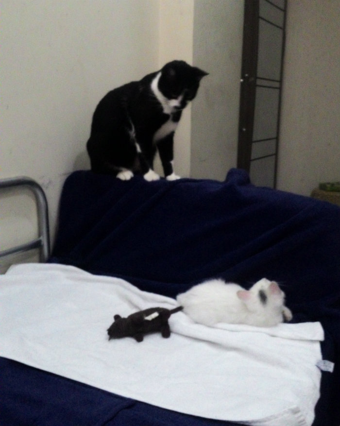 Kedi kediye benzemez Ben Aylin