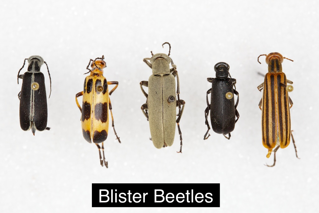FOCUS on Entomology Soldier Beetles, Not Blister Beetles