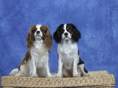 cavalier king charles - PUPPIEz