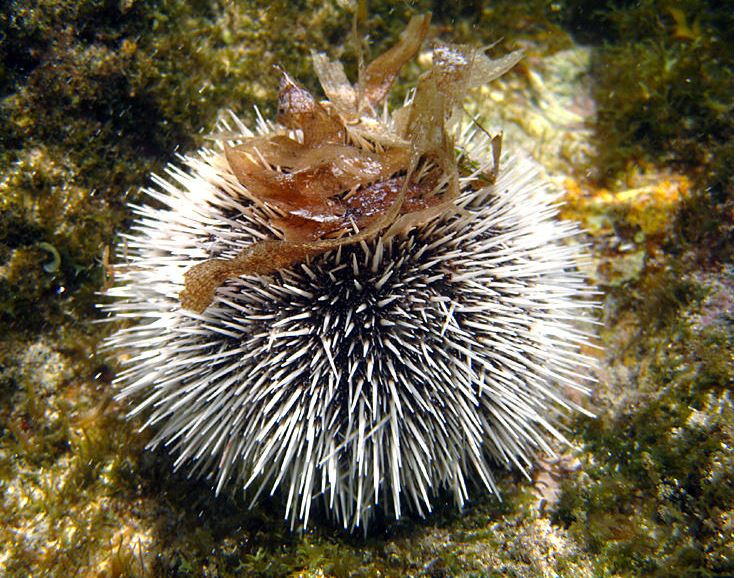 Морской еж альбинос. Морской ёж фотолмьадаспл. Зелёный морской ёж. Иглокожие морской еж. Еж диадема длинноиглая.