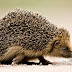 Hedgehog season