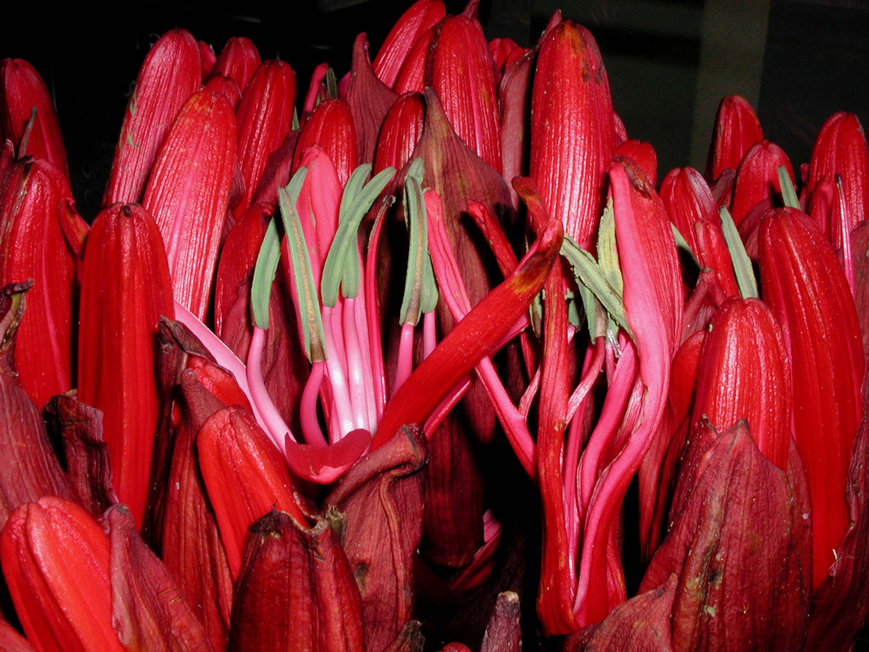 NixPixMix GYMEA LILIES