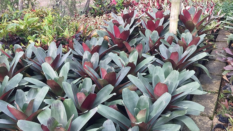 5 Tips Cara Menanam Dan Merawat Bromelia Tukang Taman Surabaya Jasa Taman Surabaya
