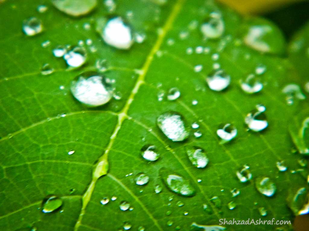 water droplets on Leaves after Rain shower
