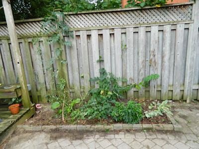 Toronto Playter Estates backyard clean up after by Paul Jung Gardening Services