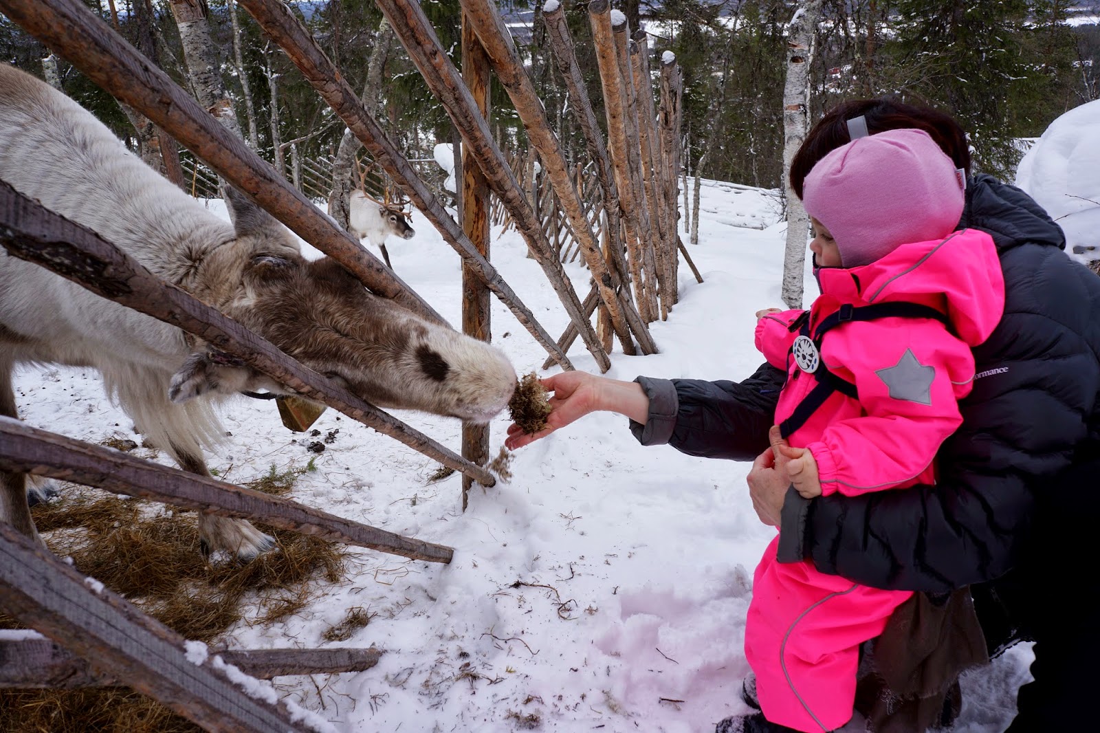 toddler feeding reindeer