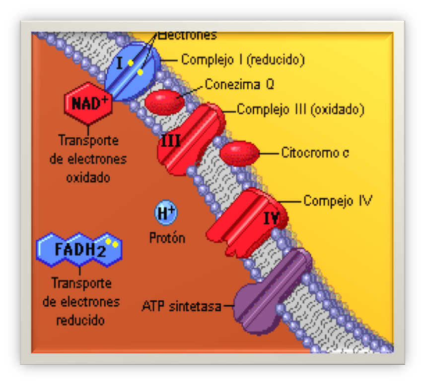 The True Life Of A Fabulous MedStudent Cadena transportadora de The True Life Of A Fabulous MedStudent Cadena transportadora de
