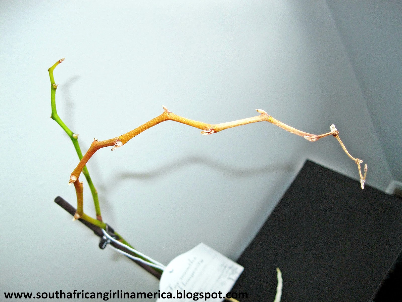 South African Girl In America What To Do When Your Orchid Loses Its Flowers....