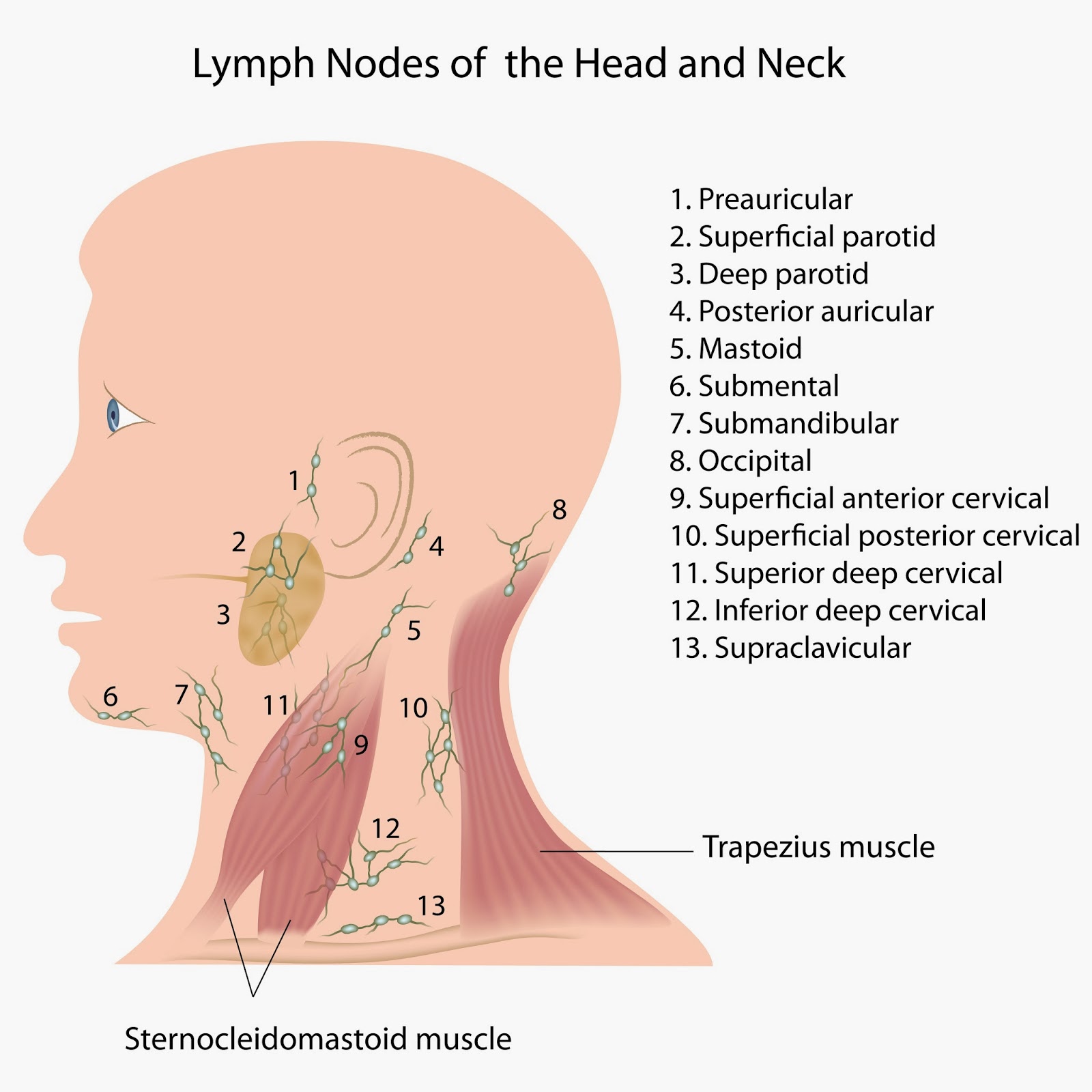 Quest For Health Bumps Ridges And Soft Spots On Babys Head