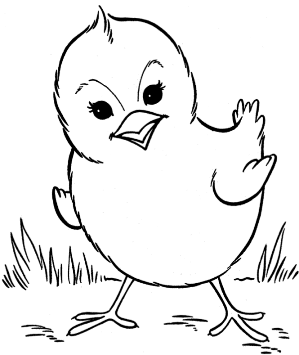 Belajar mewarnai gambar binatang ayam untuk anak