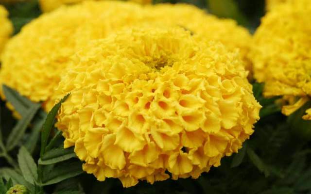 Pictures Of Flowers Marigold Pictures Of Flowers Marigold