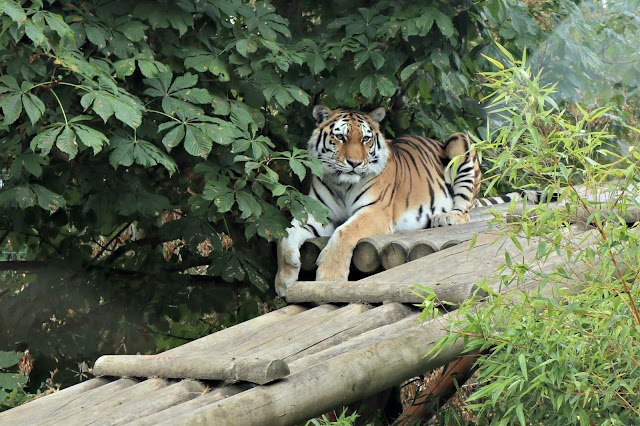 A tiger lying on a roof, with its paws hanging over the edge