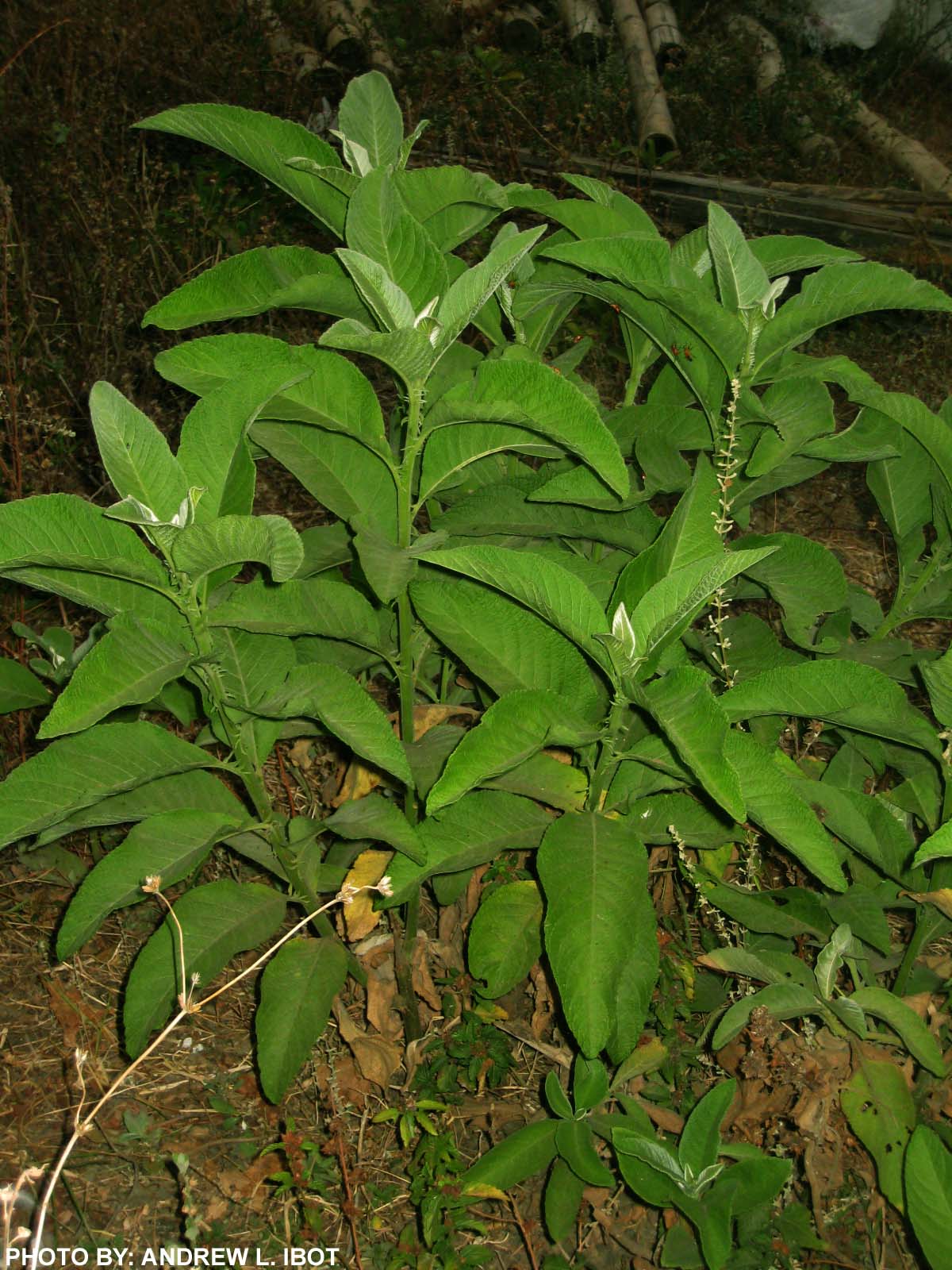 Sambong Mga Halamang Gamot Ng Pinoy vrogue.co