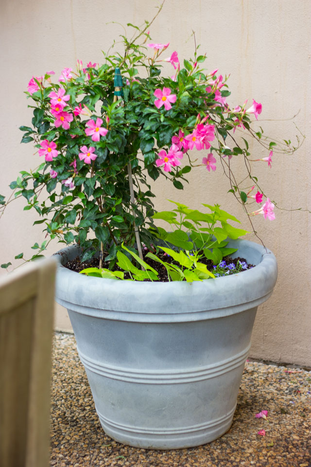 The easiest plants to keep alive if you live in Texas! #gardentips #texasgarden #texasflowers The easiest plants to keep alive if you live in Texas! #gardentips #texasgarden #texasflowers