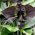 زهرة الخفاش الأسود