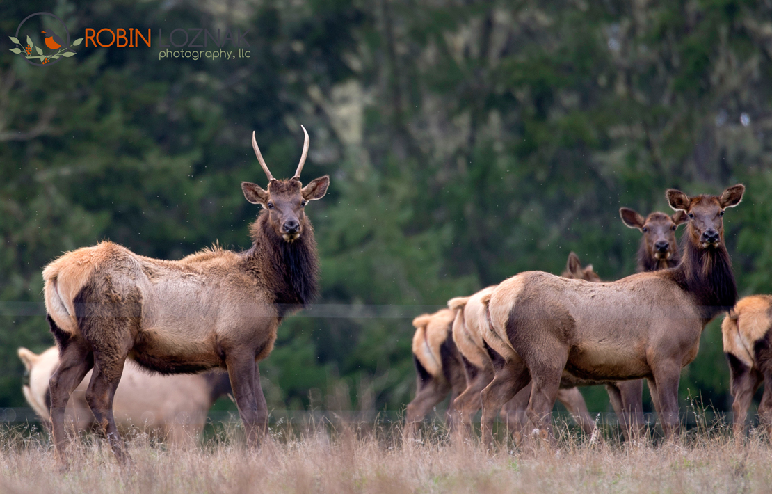 Robin Loznak Photography Roosevelt elk in western Oregon