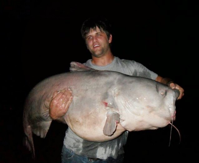 Big Fishes of the World BLUE CATFISH page 2