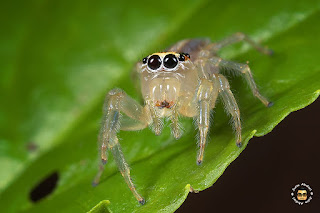 Jumping Spider (Colonus sylvanus) - ♀