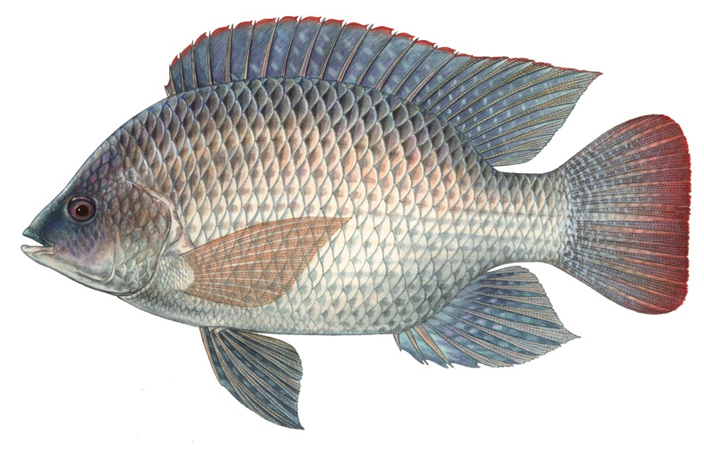 WARNING STOP EATING TILAPIA ASAP BEFORE IT’S TOO LATE! TGBNEWS