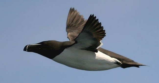 Les Pingouins Ont Ils Des Genoux Pingouins Sans Frontières: L'envol des pingouins