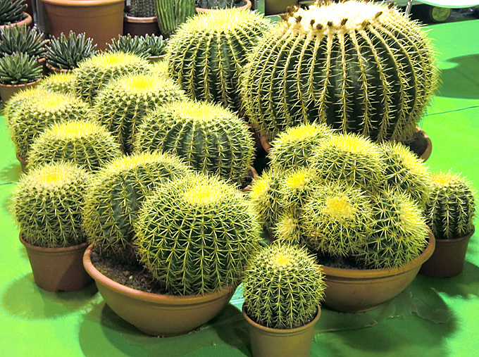 Hortus Italicus Echinocactus grusonii Hildm. 1891 jpg (680x507)