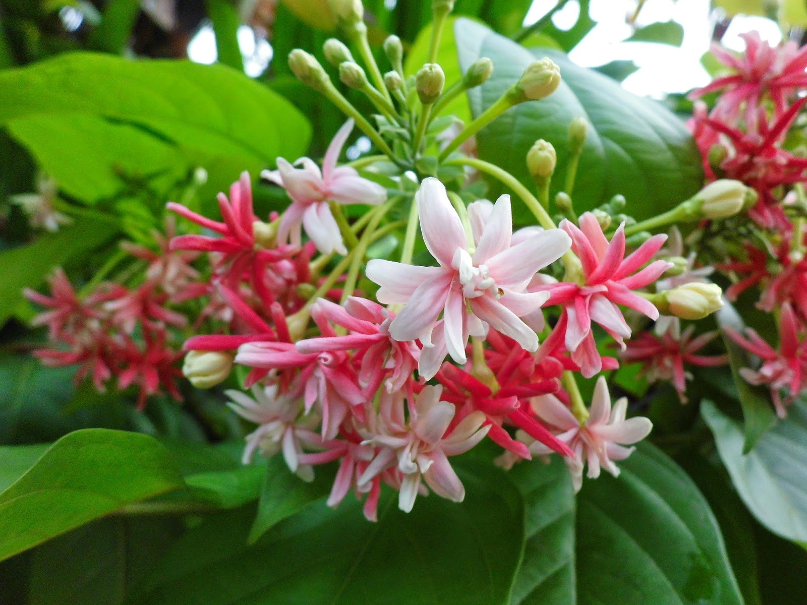 Exotic Plants in Indonesia Exotic Flower