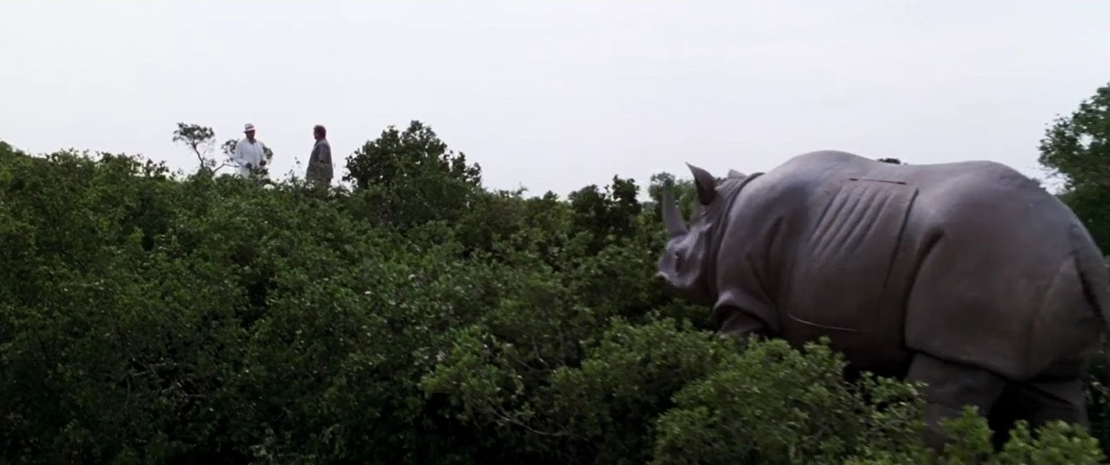 носорогу в жопе голова фото 15