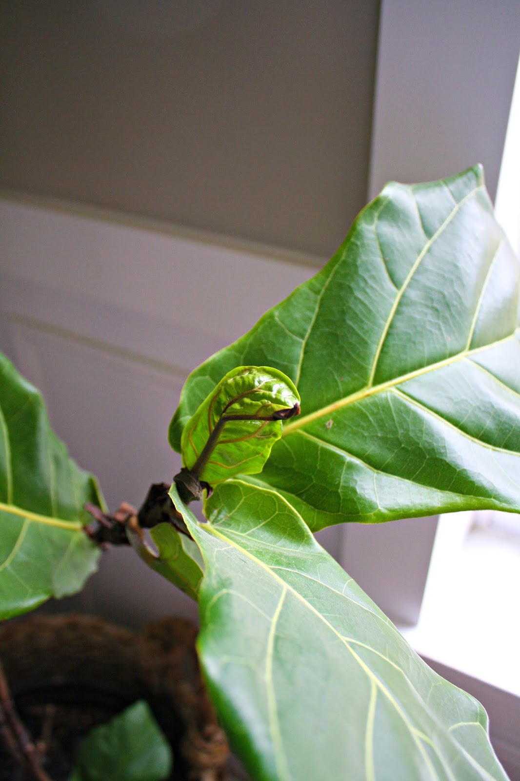 How To Not Kill Your Fiddle Leaf Plant From Thrifty Decor Fiddle Leaf New Growth