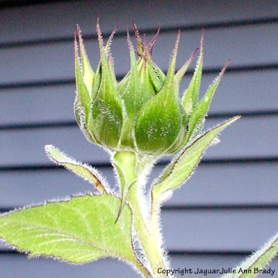 Artistic Sunflower Bud Artistic Sunflower Bud