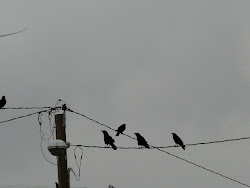 birds november dmy visite came morning huge he they