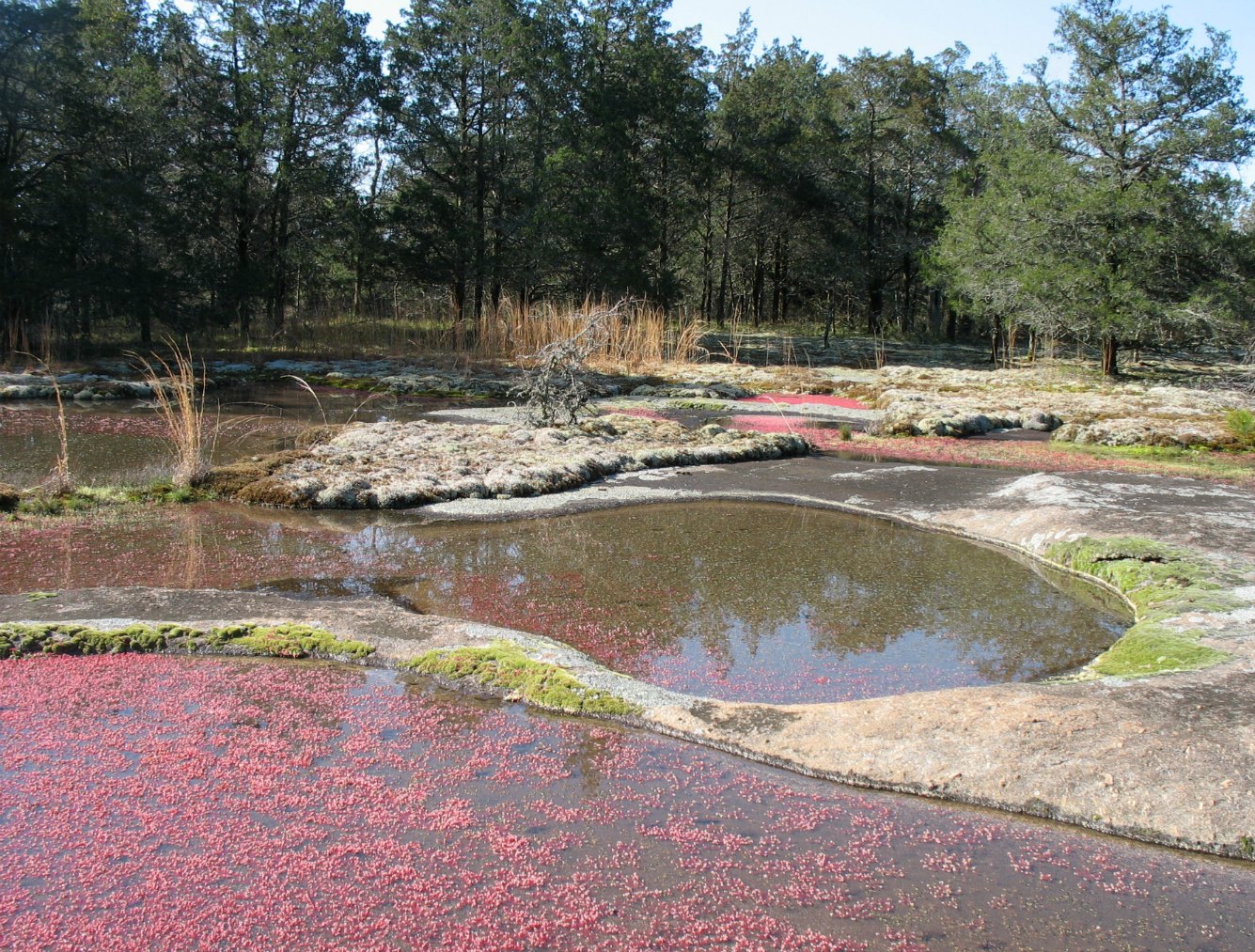 Using Georgia Native Plants: Heggie's Rock - Natural Pools of Wonder