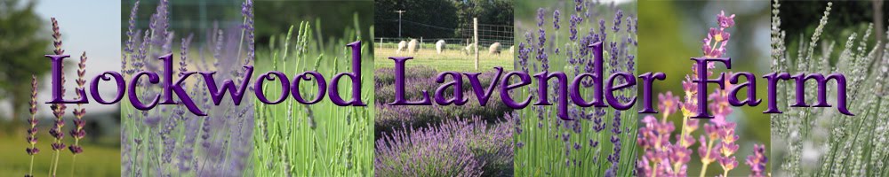Lockwood Lavender Farm