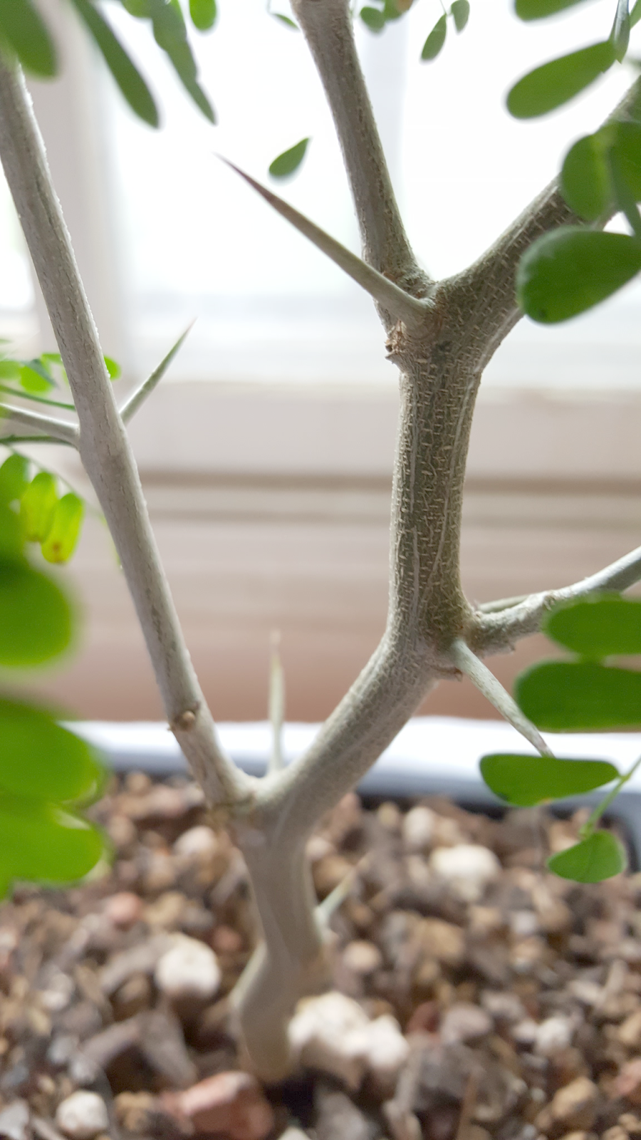 Shohin Journal Brazilian Rain Tree Pithecellobium Tortum