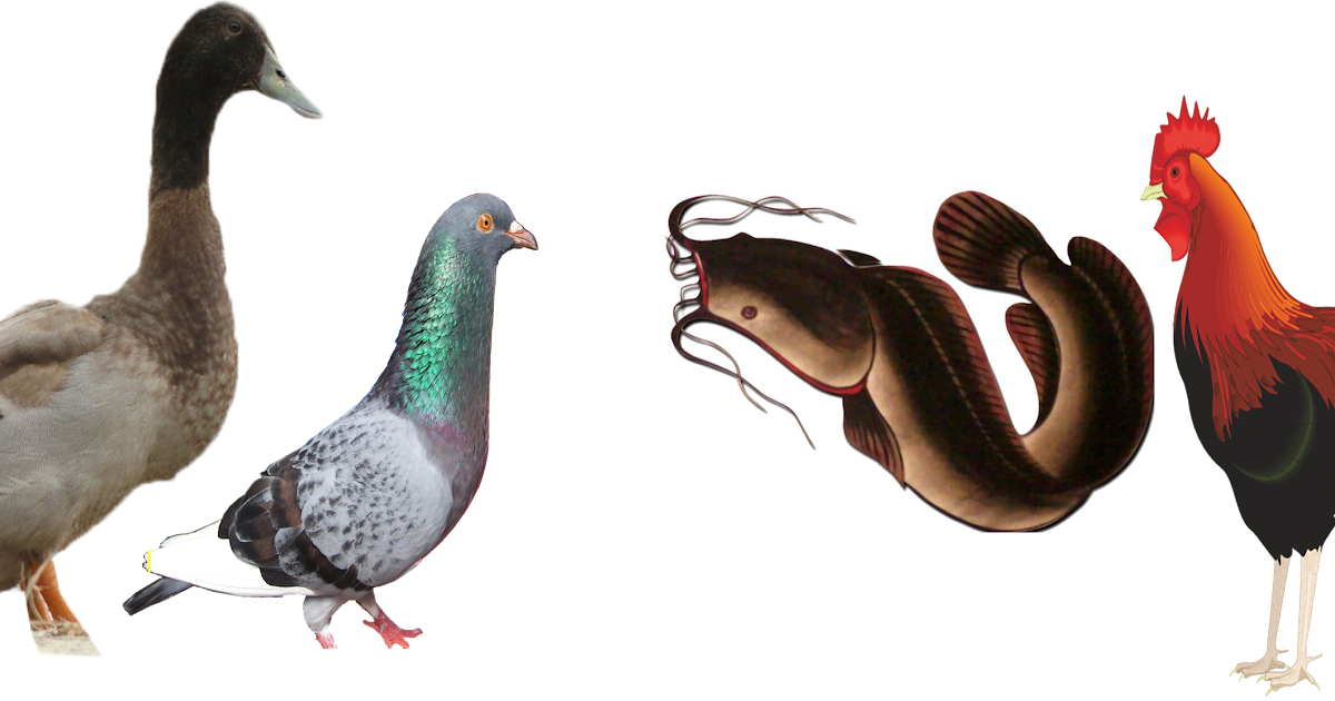 Enakin ayam , dara , lele, bebek png