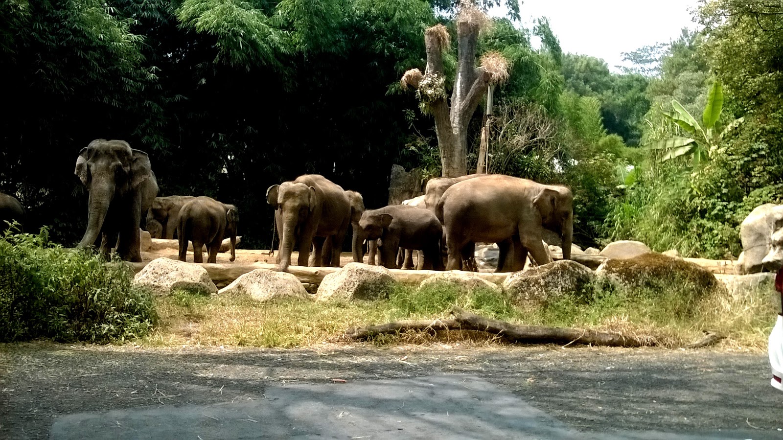 gajah taman safari cisarua