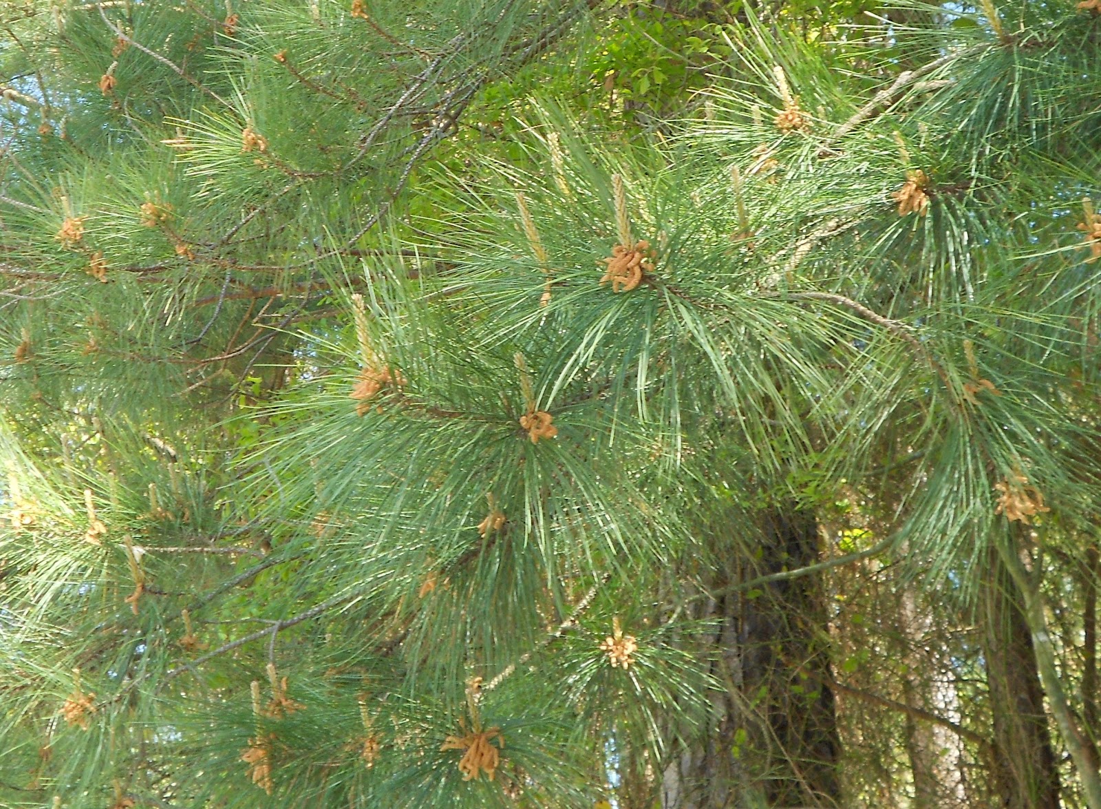 Still Waters--Notes from a Virginia Shire: Tree Debris