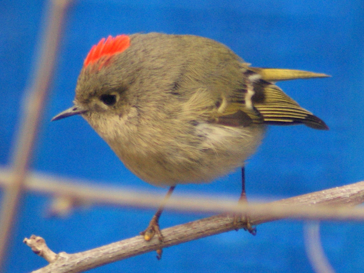Se texas birding wildlife watching avian oscars