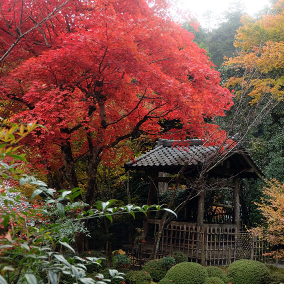 【京都】京都賞楓:大原寂光院